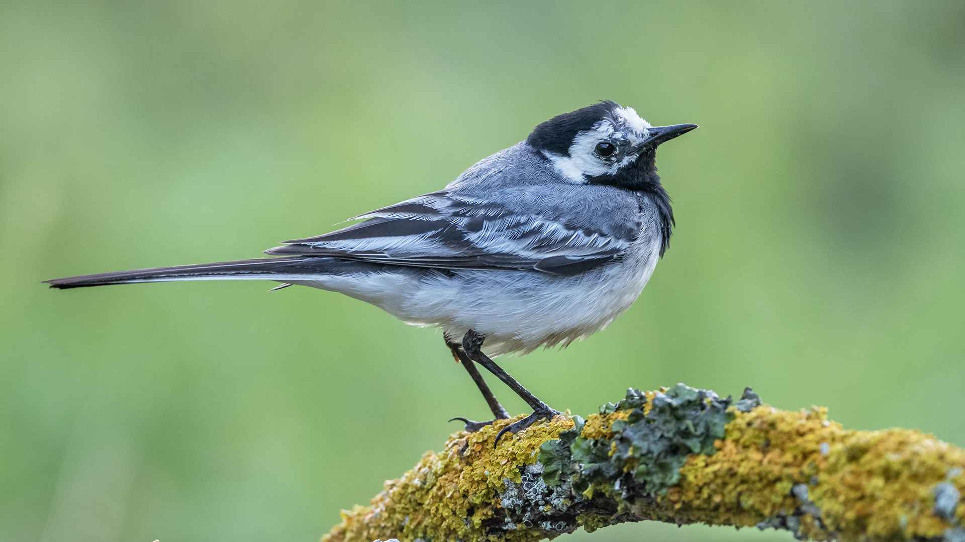 White Wagtail